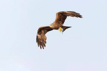 A black kite (Milvus migrans) flying and cathing a fish.