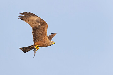 A black kite (Milvus migrans) flying and cathing a fish.