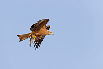 A black kite (Milvus migrans) flying and cathing a fish.