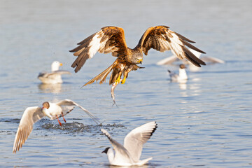 A red kite (Milvus milvus) flying and holding a fish.