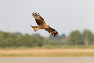 A black kite (Milvus migrans) in flight.