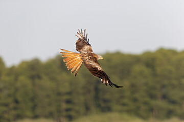 A red kite (Milvus milvus) in flight.