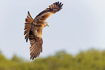 A red kite (Milvus milvus) in flight.