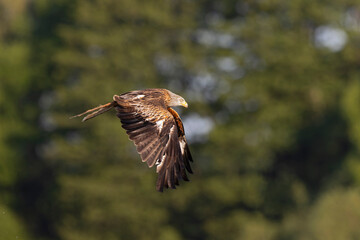 A red kite (Milvus milvus) flying and holding a fish.