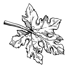 Hand drawn ink vector pumpkin squash leaf, flower. Sketch illustration art for Thanksgiving, harvest, farming. Isolated object, outline. Design for restaurant menu print, cafe, website, invitation