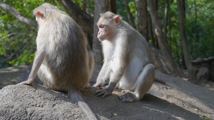 two gray macaques sitting on a rock