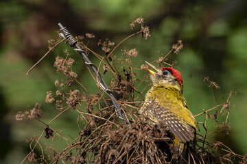 Streak-throated Woodpeckeron tree top