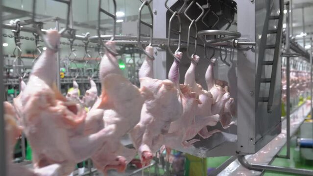 The chicken on conveyor rail come to water spray cleaning in slaughter house.