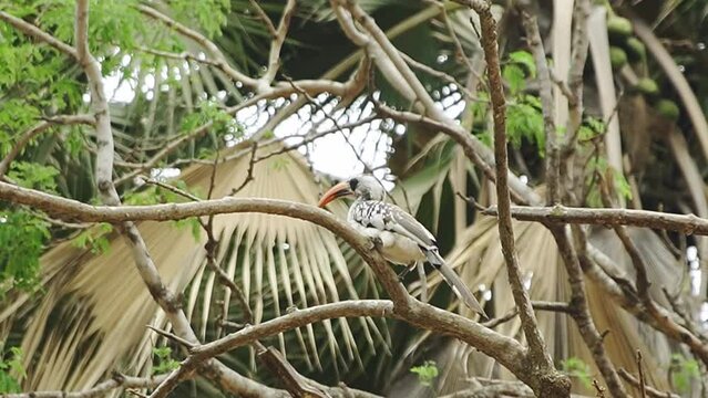 The Red Billed Hornbill resting in a tree in the West African forest.