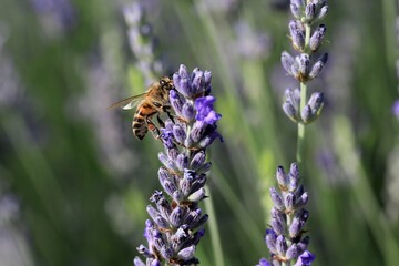 A honey bee on a lavender flower.