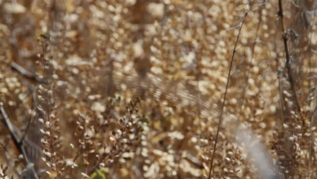Pull focus to defocused: Golden steppe grasses on hot western day