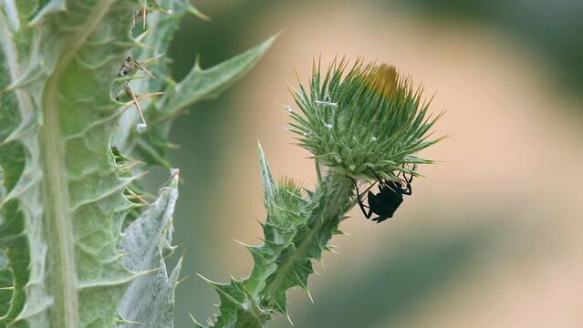 Spider Wasp visits Milkthistle flower starting to bloom on windy day