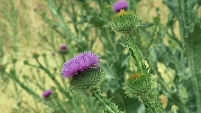 Vibrant green and purple of Milkthistle flower in windy close up view