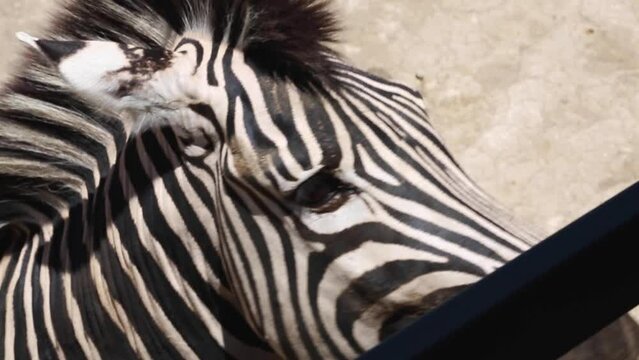Close up shot of a zebra's face near visitor's safari truck in a zoo environment
