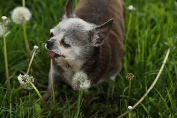 very old grey-haired cute dog of chihuahua breed