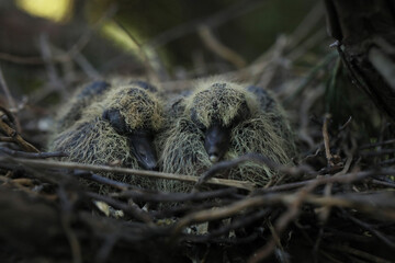 streptopelia chicks in the nest among tree branches