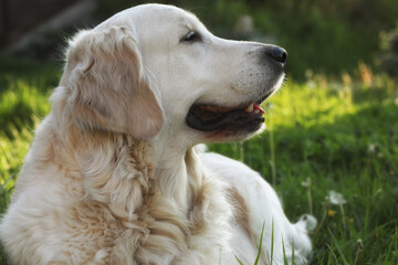 beautiful golden retriever dog in the garden. outdoor lifestyle