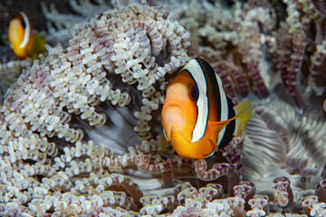Fototapeta na wymiar Clownfish - Amphiprion clarkii. Underwater world of Tulamben, Bali, Indonesia.