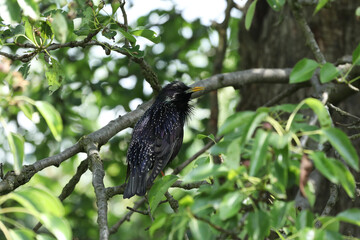 Black common starling in the tree branches outdoor