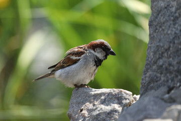 small eurasian tree sparrow in the garden