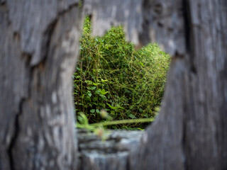 imagen detalle agujero en una puerta de madera en el que se ve la naturaleza 