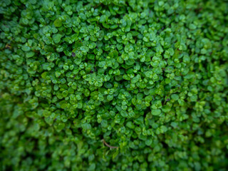 imagen detalle textura planta verde de hojas redondas 