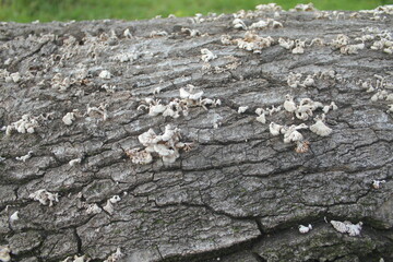 Mushrooms or fungi grow on tree trunks that have died
