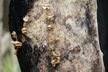 Mushrooms or fungi grow on tree trunks that have died
