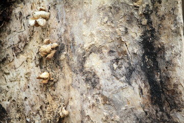 Mushrooms or fungi grow on tree trunks that have died
