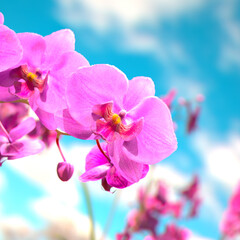 Naklejka na ściany i meble Floral background with blooming purple or pink phalaenopsis orchid. Flowers.