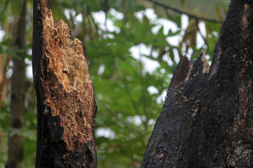 burnt tree bark background texture
