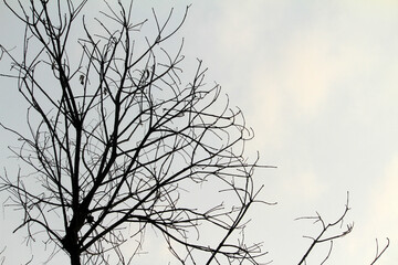 Fototapeta na wymiar silhouette tree branch with sky background 