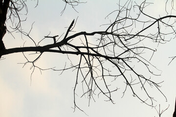 silhouette tree branch with sky background
