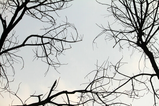 silhouette tree branch with sky background

