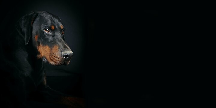 portrait panoramic of a doberman in black background 