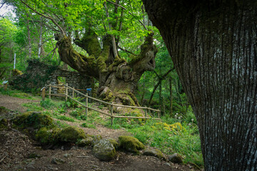 Entrambosrios big chestnut tree in the Ribeira Sacra area in Ourense, Galicia, Spain.