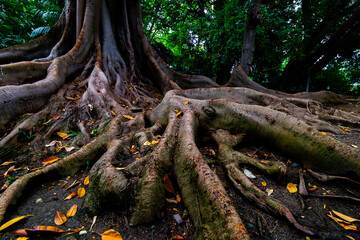 Jardín Botánico La Concepción de Málaga