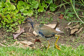 A juvenile American Purple Gallinule, (Porphyrio martinica), Botanic Gardens, Bogota, Colombia.