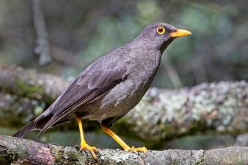 Great Thrush, (Turdus fuscater), perched on a branch, Botanic Gardens, Bogota, Colombia.