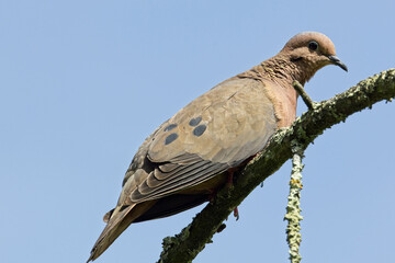 Eared Dove (Zenaida auriculata), perched on a branch against a blue sky, very close, Botanic Gardens, Bogota, Colombia.