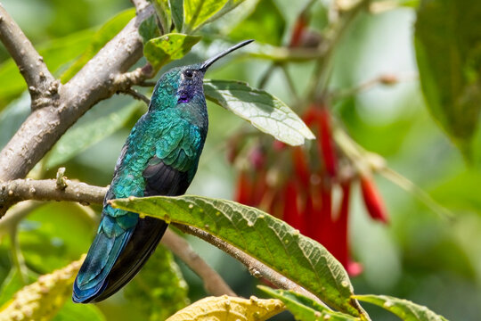 Sparkling Violetear hummingbird, (Colibri coruscans) perched in a bush, Bogota Botanic Gardens, Bogota, Colombia.