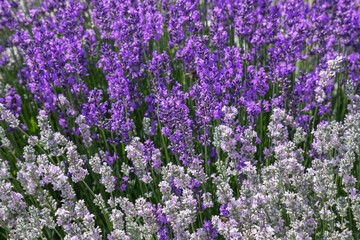 Lavender flower blooms on the field. Lavender white and purple on the same field.