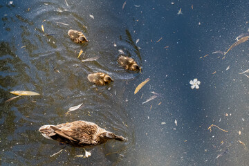 View of a mother duck and her ducklings with beautiful and soft brown and yellow plumage swimming in a lake full of fallen leaves