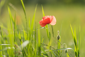 Wonderful blooming landscape. Close up of red poppy flowers in a field. - 617330794