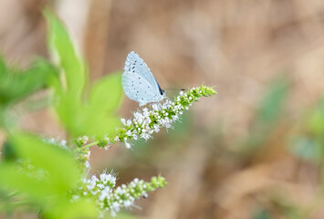 Holly blue or celastrina argiolus feeding on hogweed. Female British insect in the family Lycaenidae nectaring with underside visible