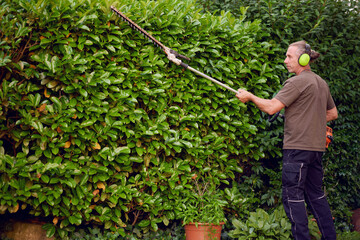 Gardener trimming a hedgerow using a hedge trimmer in the garden of a customer with earmuffs on for...