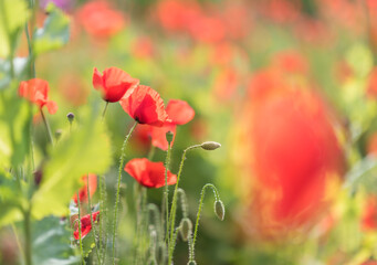 Wonderful blooming landscape. Close up of red poppy flowers in a field. - 617330938