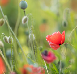 Wonderful blooming landscape. Close up of red poppy flowers in a field. - 617330939