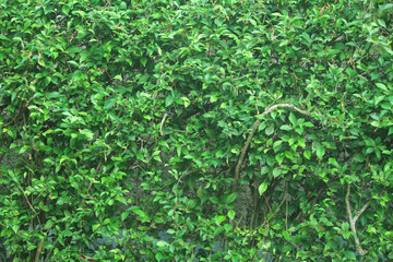 foliage background, green leaves for wallpaper
