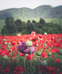Wonderful blooming landscape. Close up of red poppy flowers in a field. - 617330994